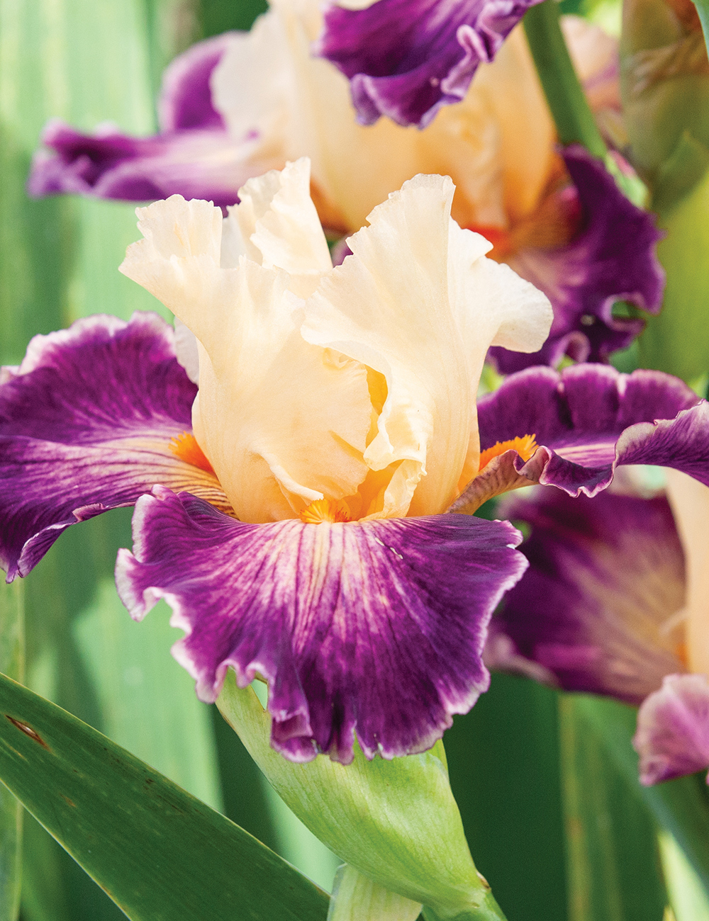 Bearded Iris 'Uninhibited'