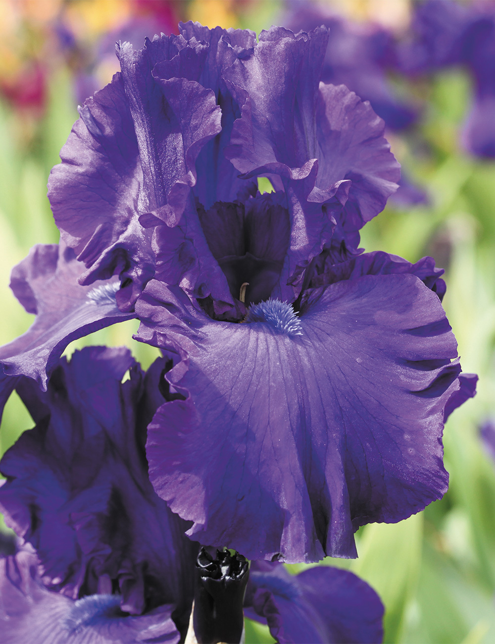 Bearded Iris 'Uncharted Waters'