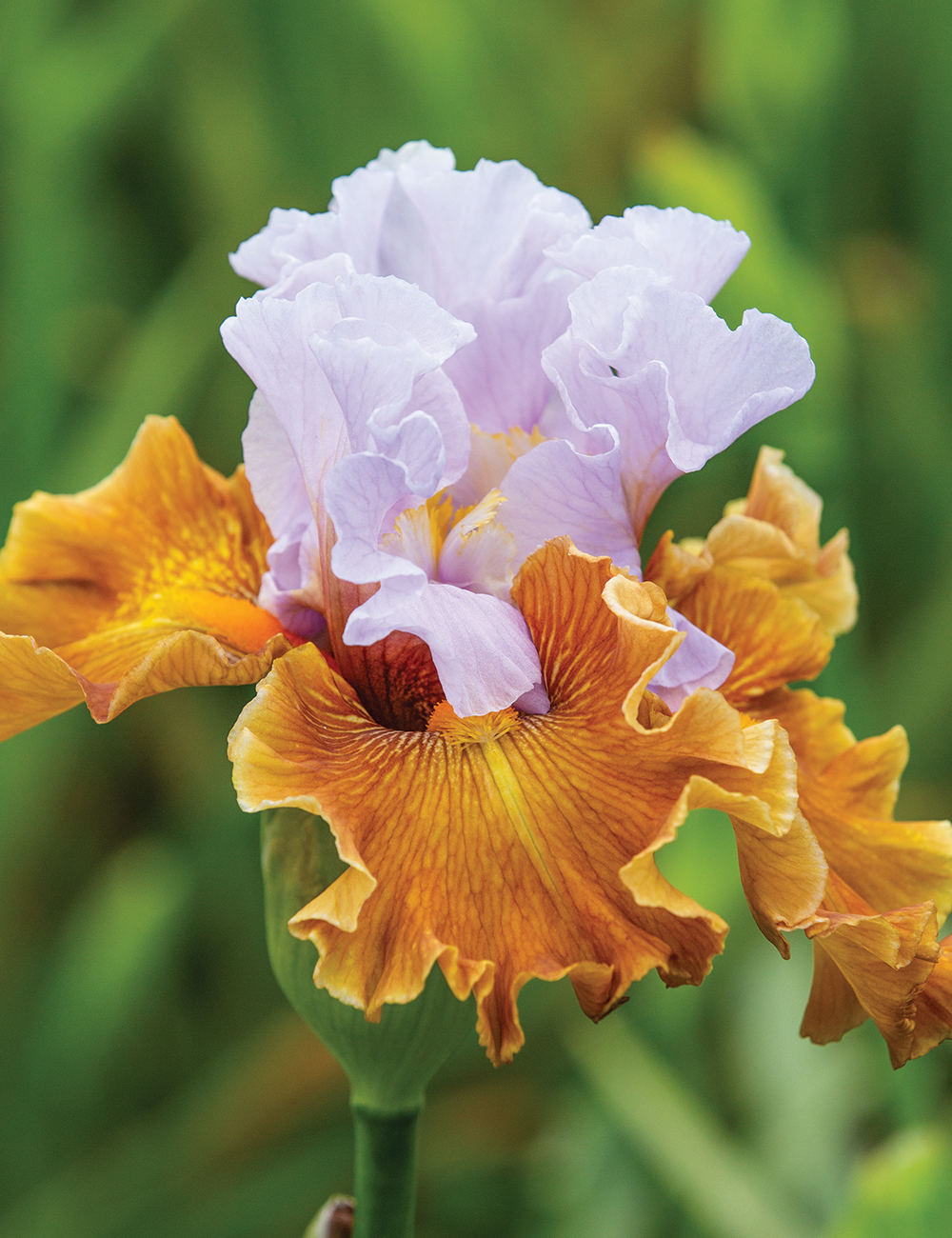 Bearded Iris 'Valley of Dreams'