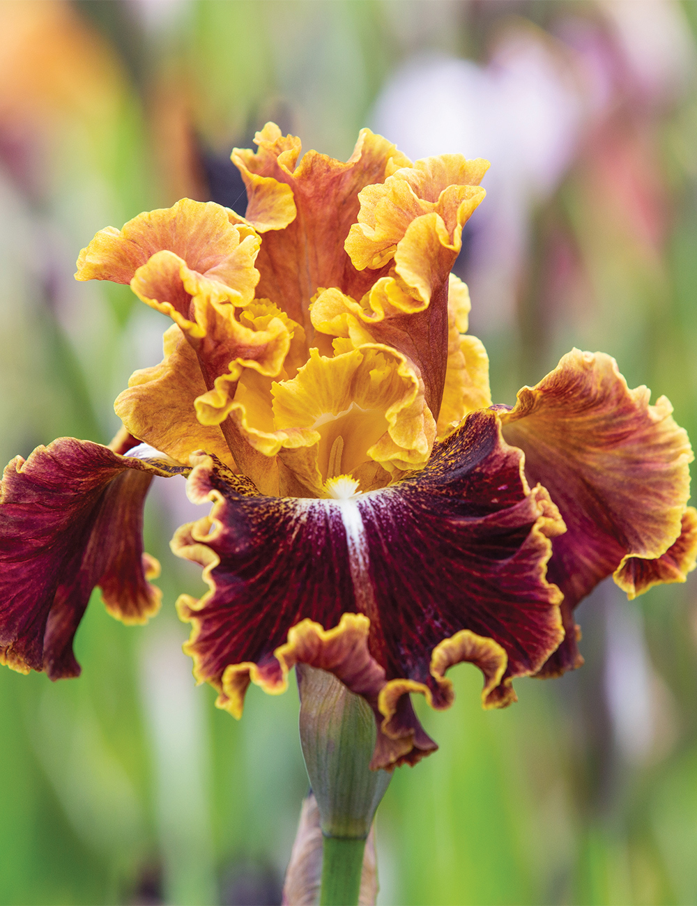 Bearded Iris 'Volcanic Glow'