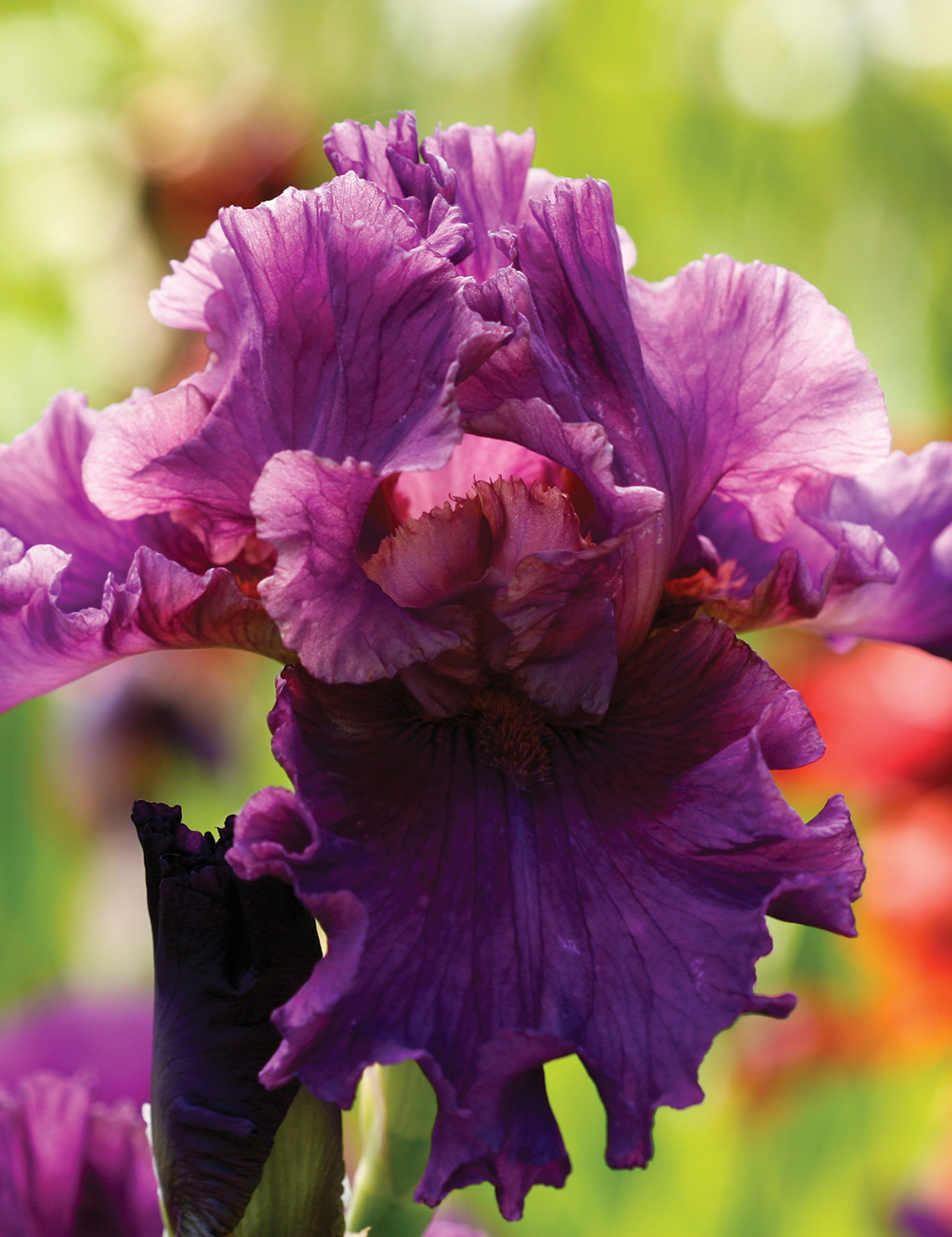 Bearded Iris 'Who's The Boss'