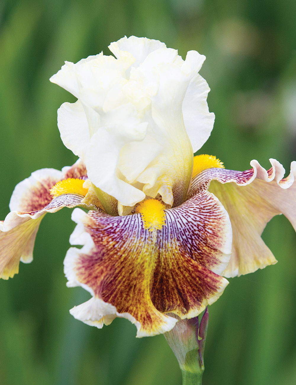 Bearded Iris 'Wonders Never Cease'