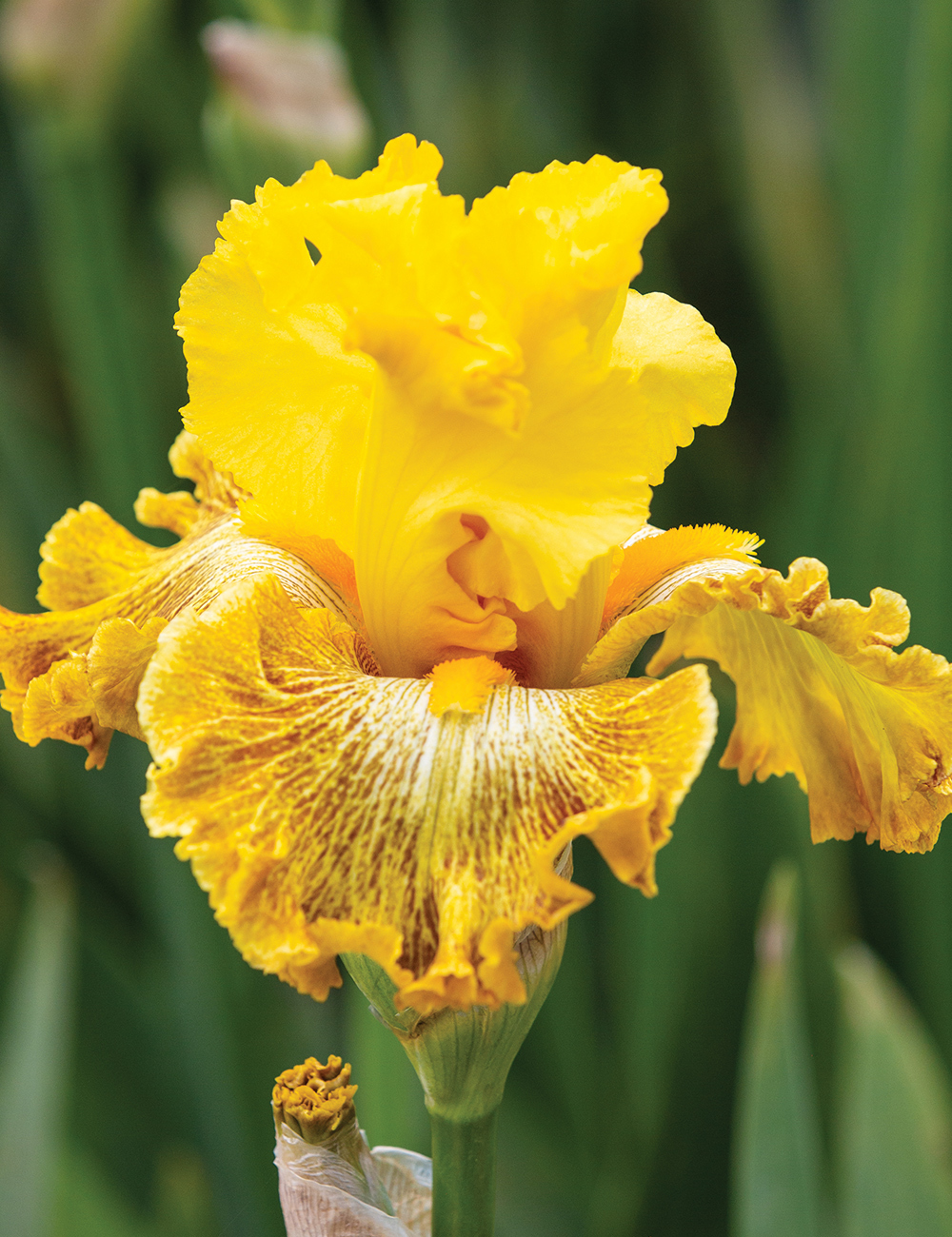 Bearded Iris 'Woven Sunlight'