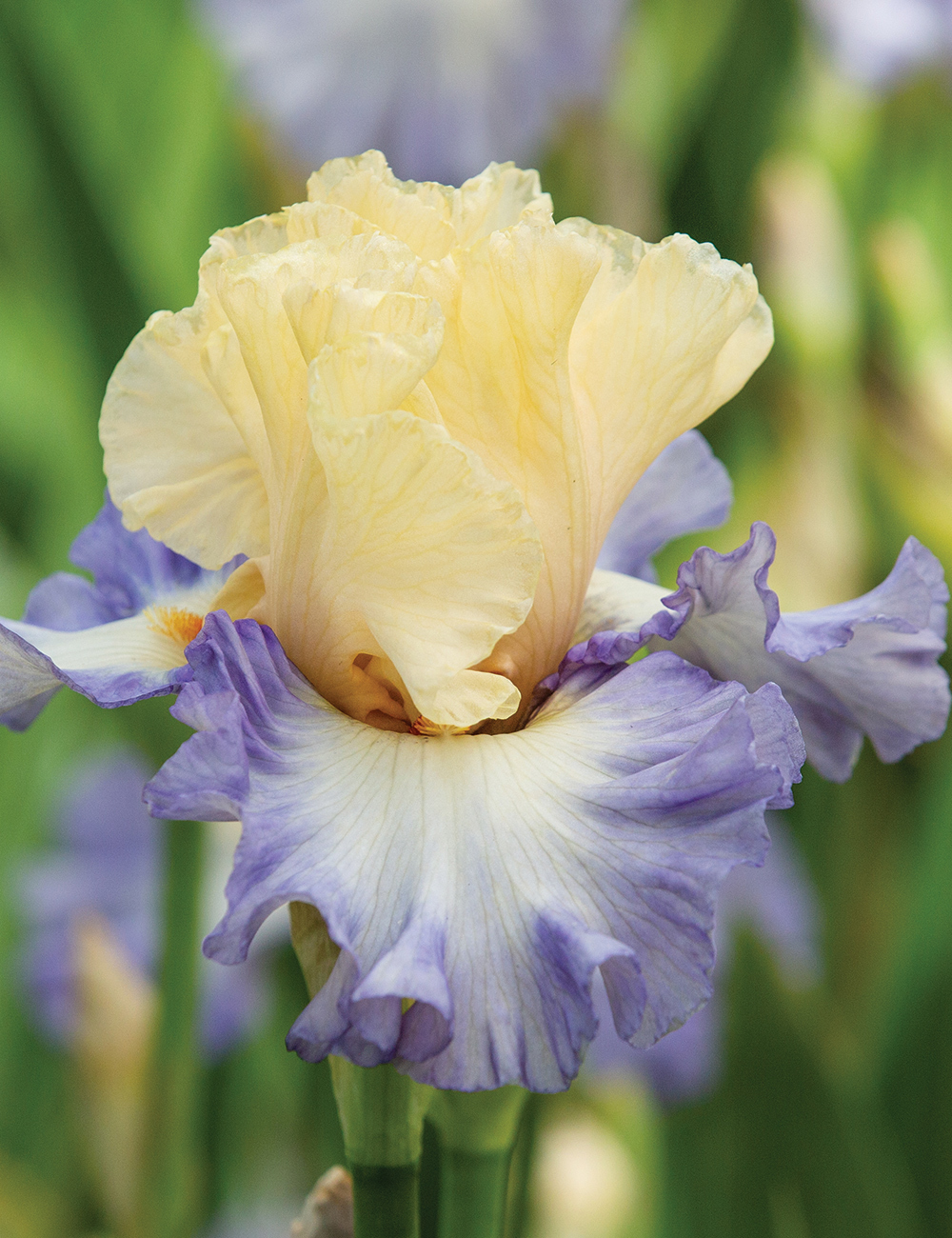Bearded Iris 'You're Gorgeous'