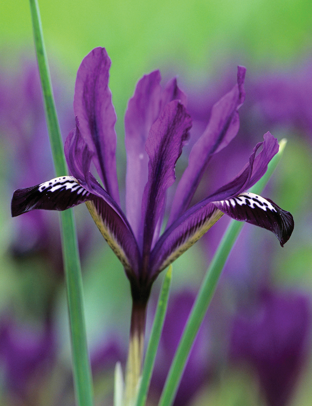 Dwarf Iris 'George'