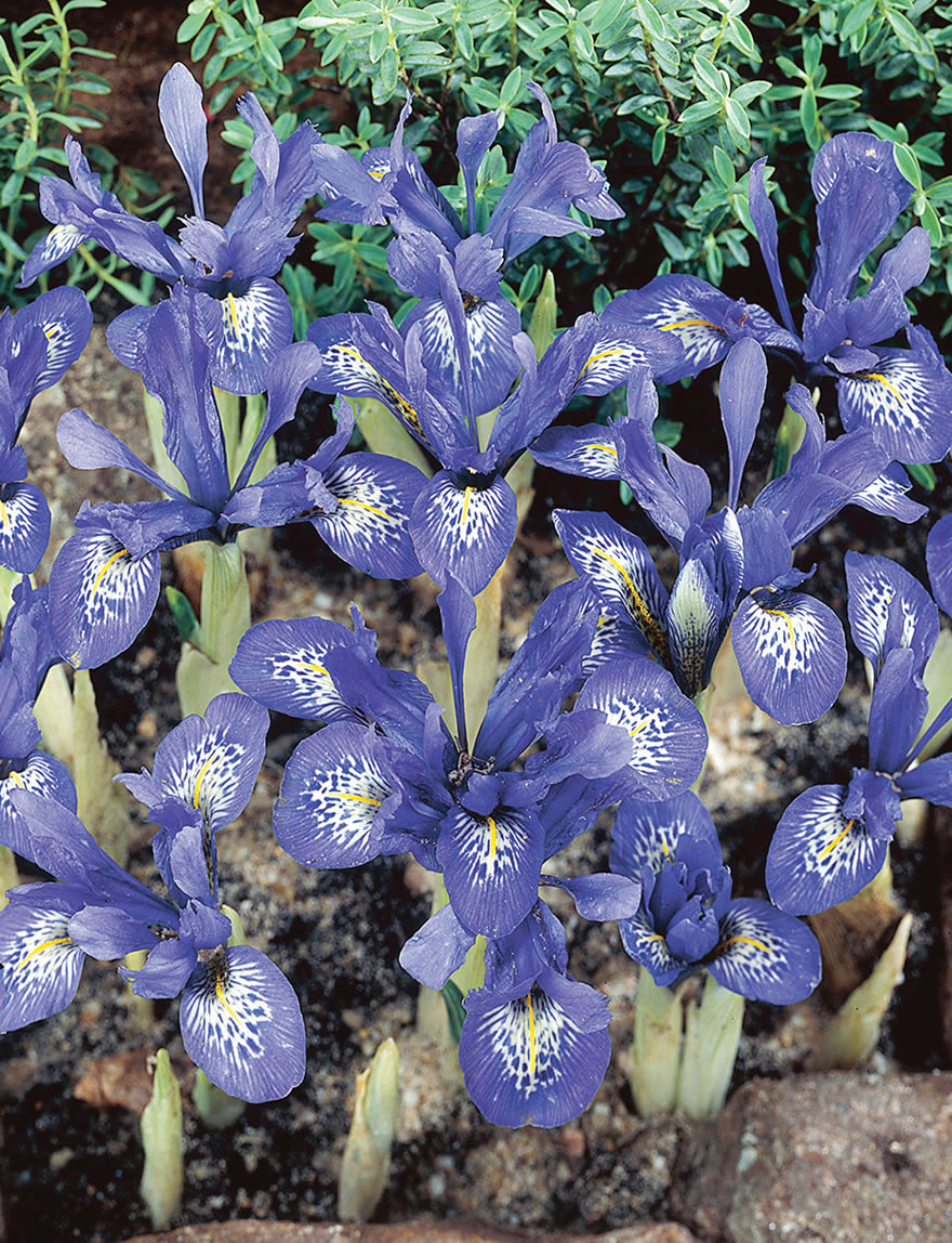 Dwarf Iris Lady Beatrix Stanley