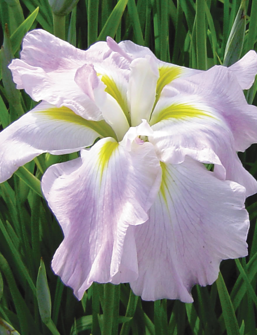 Japanese Iris Fascination