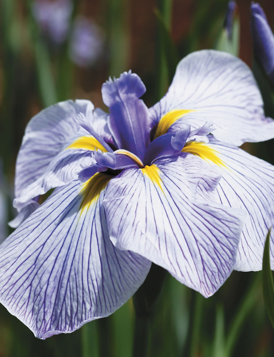 Japanese Iris Geisha Gown