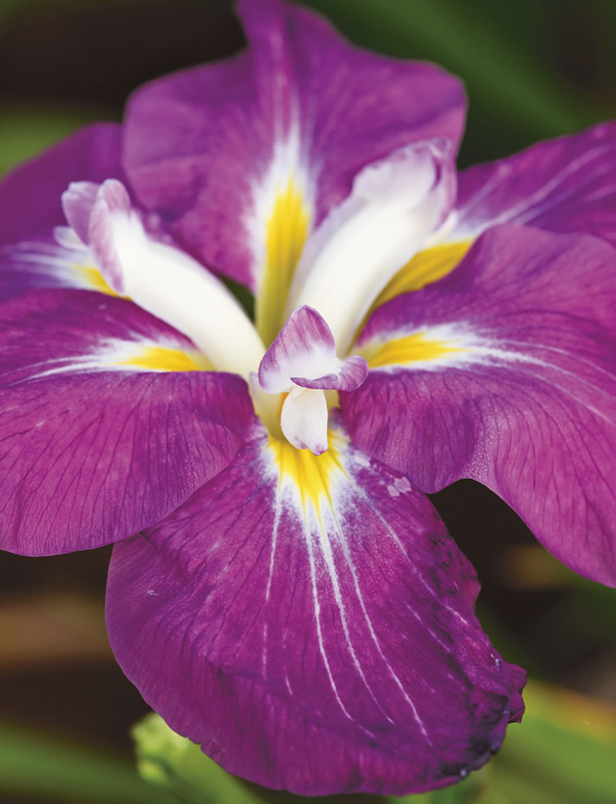 Japanese Iris Island Paradise