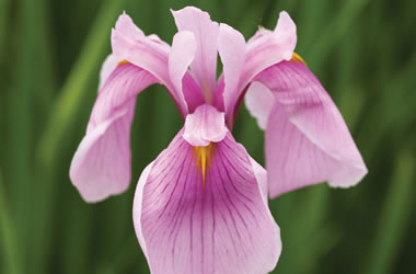 (32B) Japanese Iris 'Rose Queen'