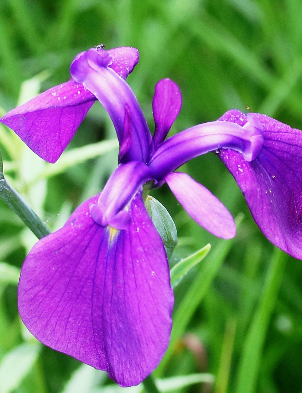 Japanese Iris Spontanea