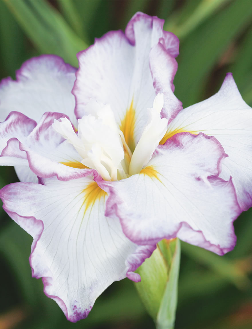 Japanese Iris Tide Line