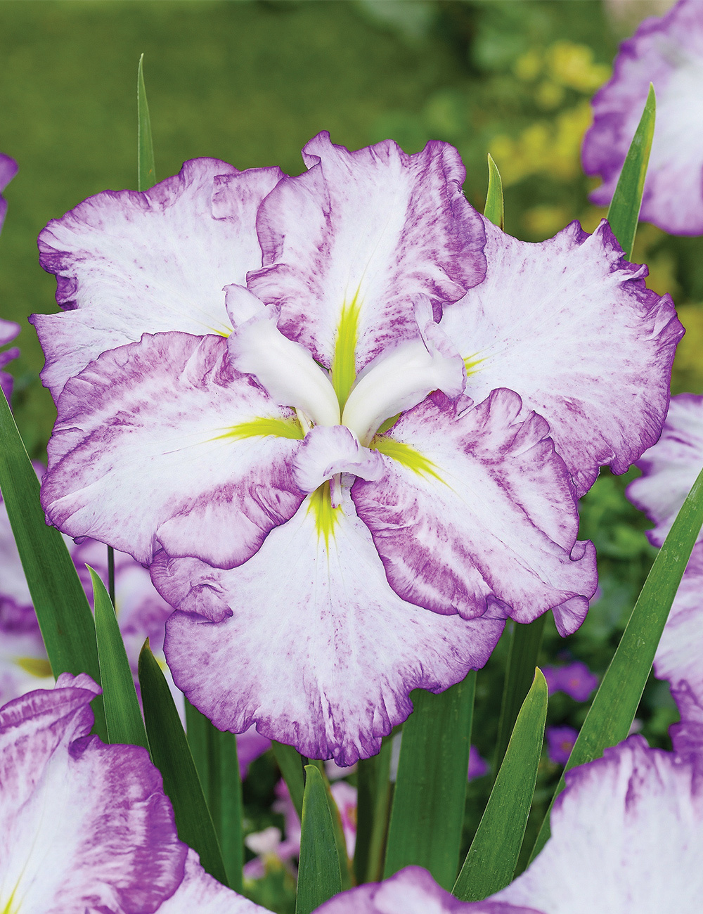 Japanese Iris 'Tiramisu'