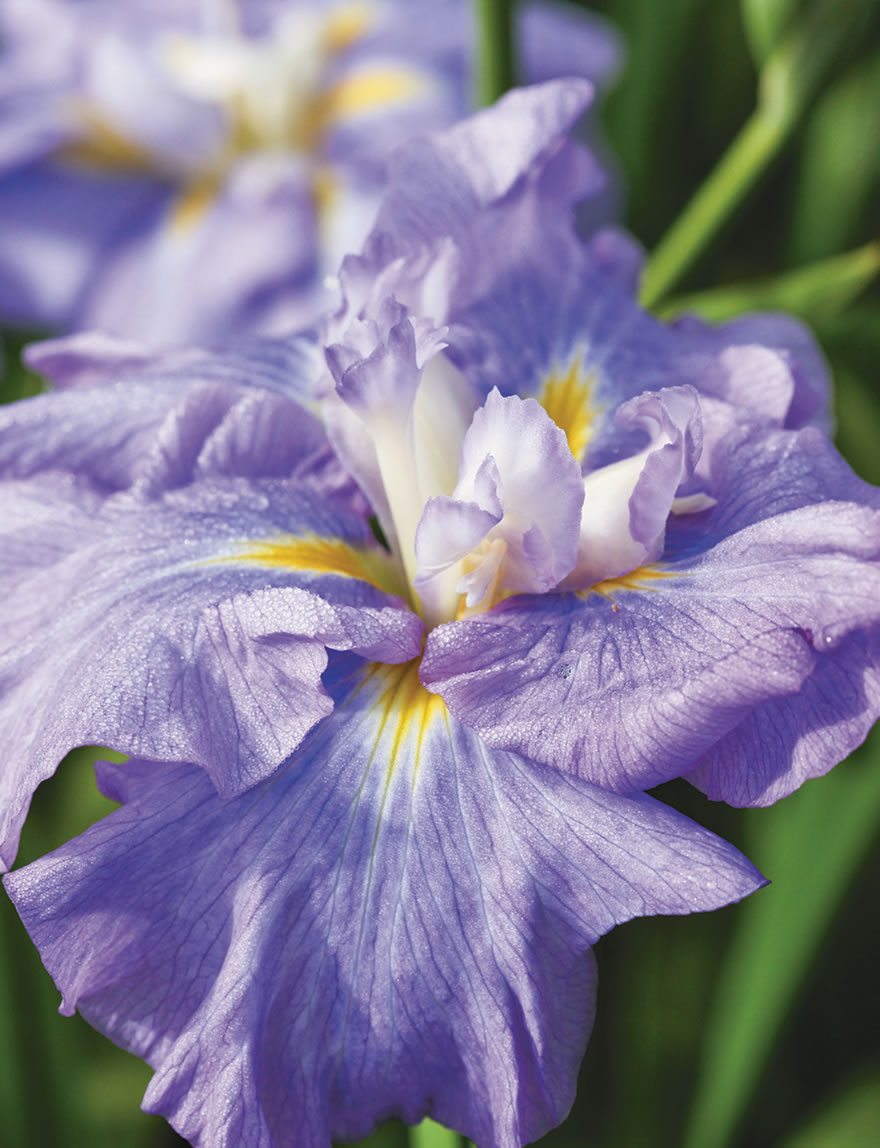 Japanese Iris Walk in Beauty