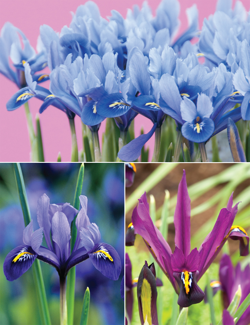 Dwarf Iris (reduced) Collection