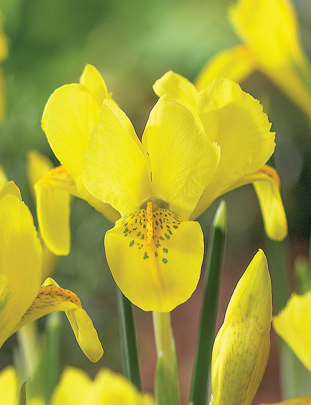 Dwarf Iris Danfordiae