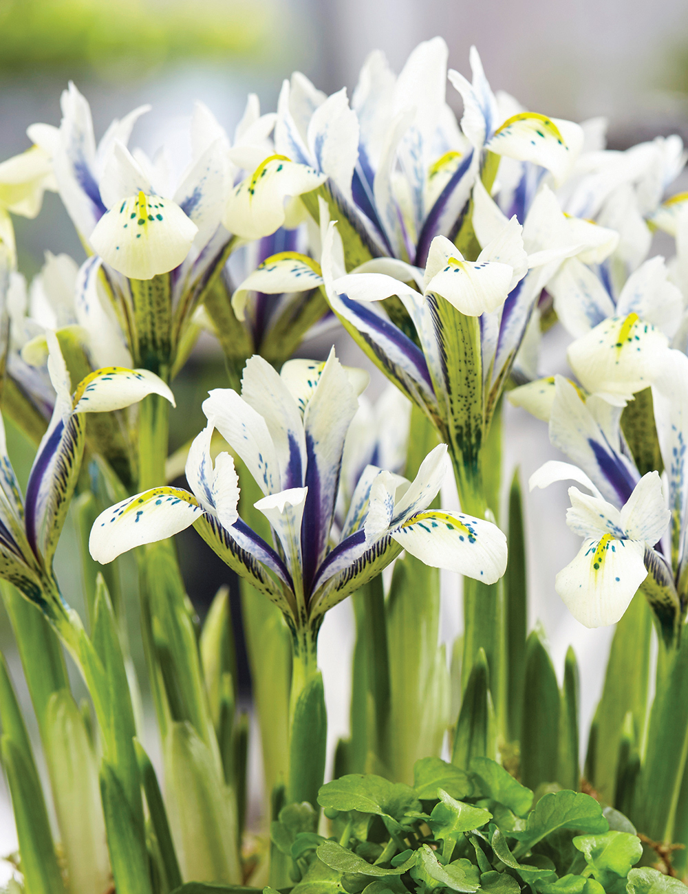 Dwarf Iris Eye Catcher