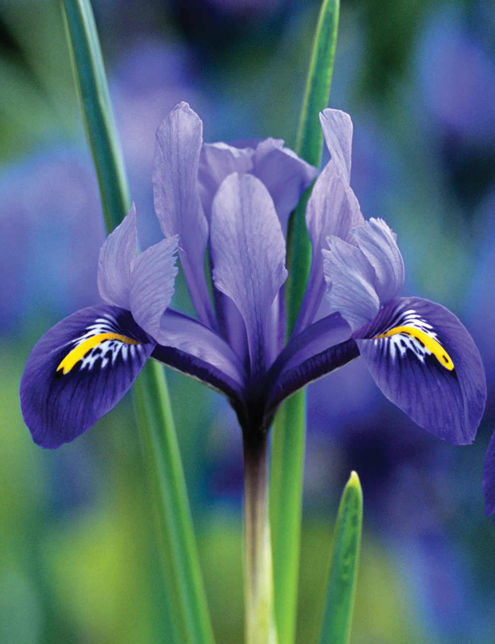 Dwarf Iris 'Harmony'