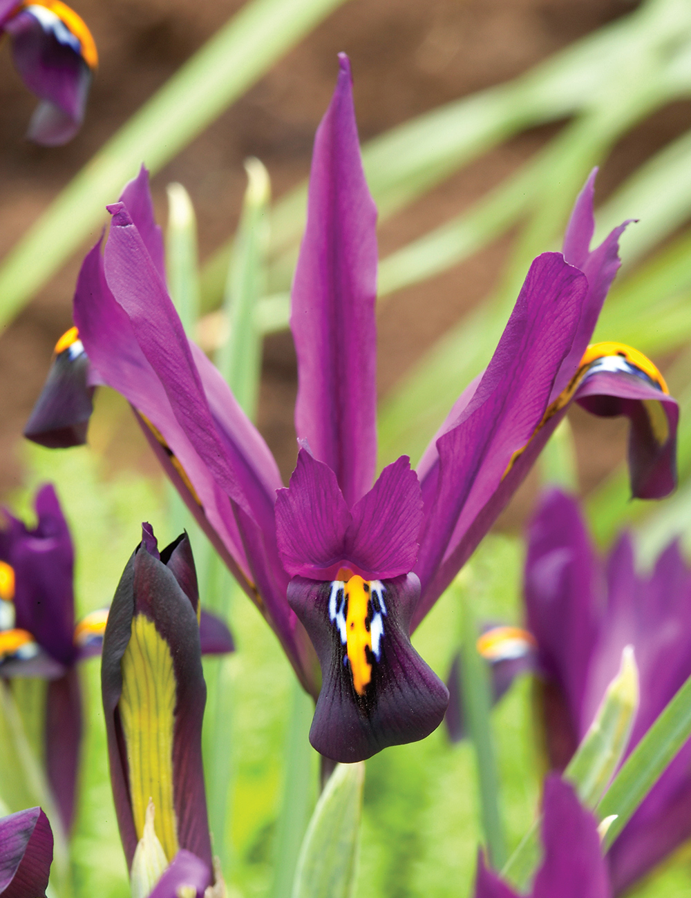 Dwarf Iris 'J. S. Dijt'