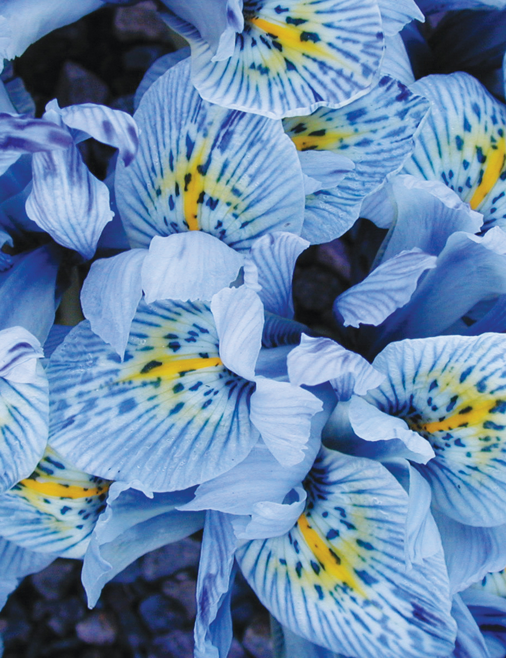 Dwarf Iris 'Katharine Hodgkin'