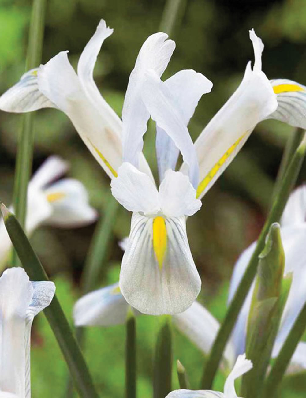 Dwarf Iris Natasha