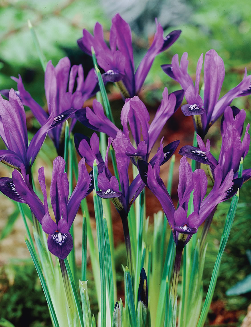 Dwarf Iris Purple Gem