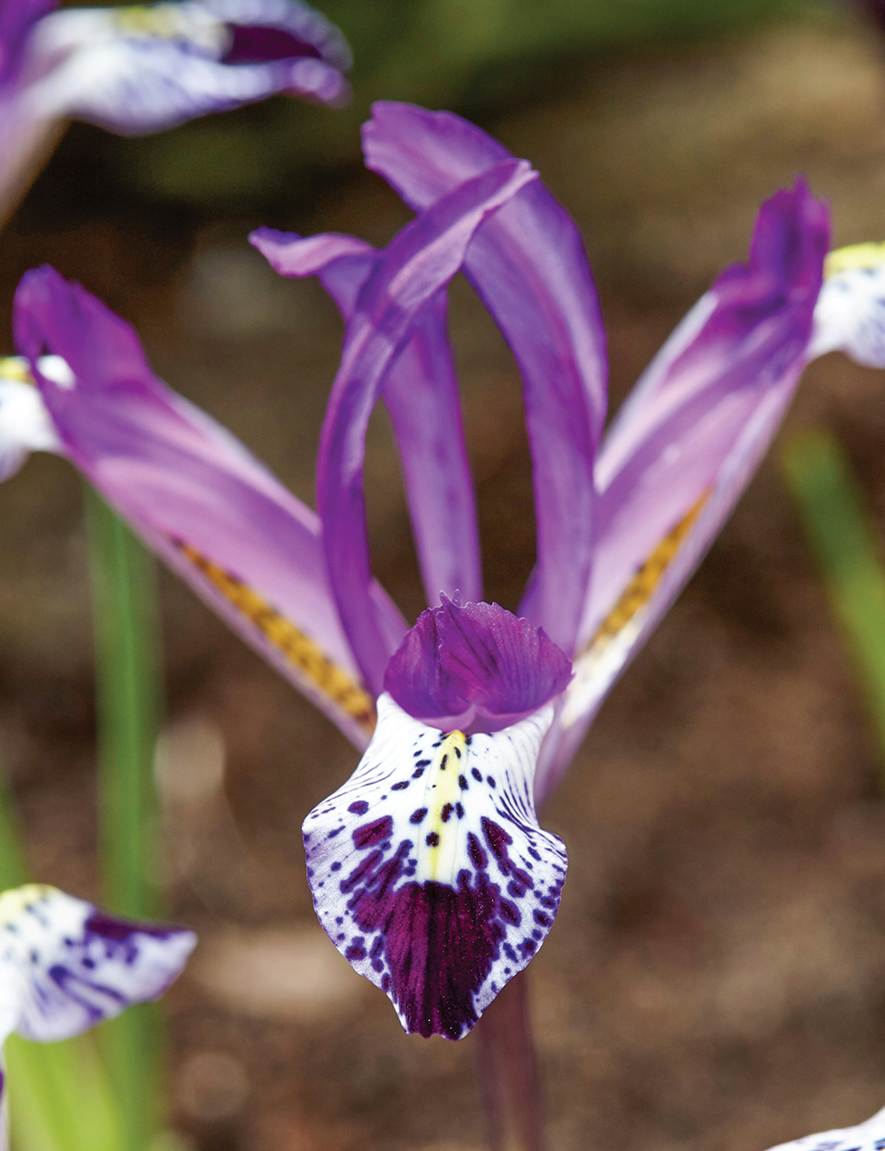 Dwarf Iris Spot On