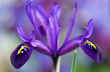 Dwarf Iris Violet Beauty