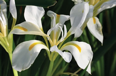 Winter Iris Alba