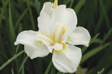 Siberian Iris Alba