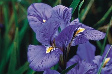 Winter Iris Blue Stripe