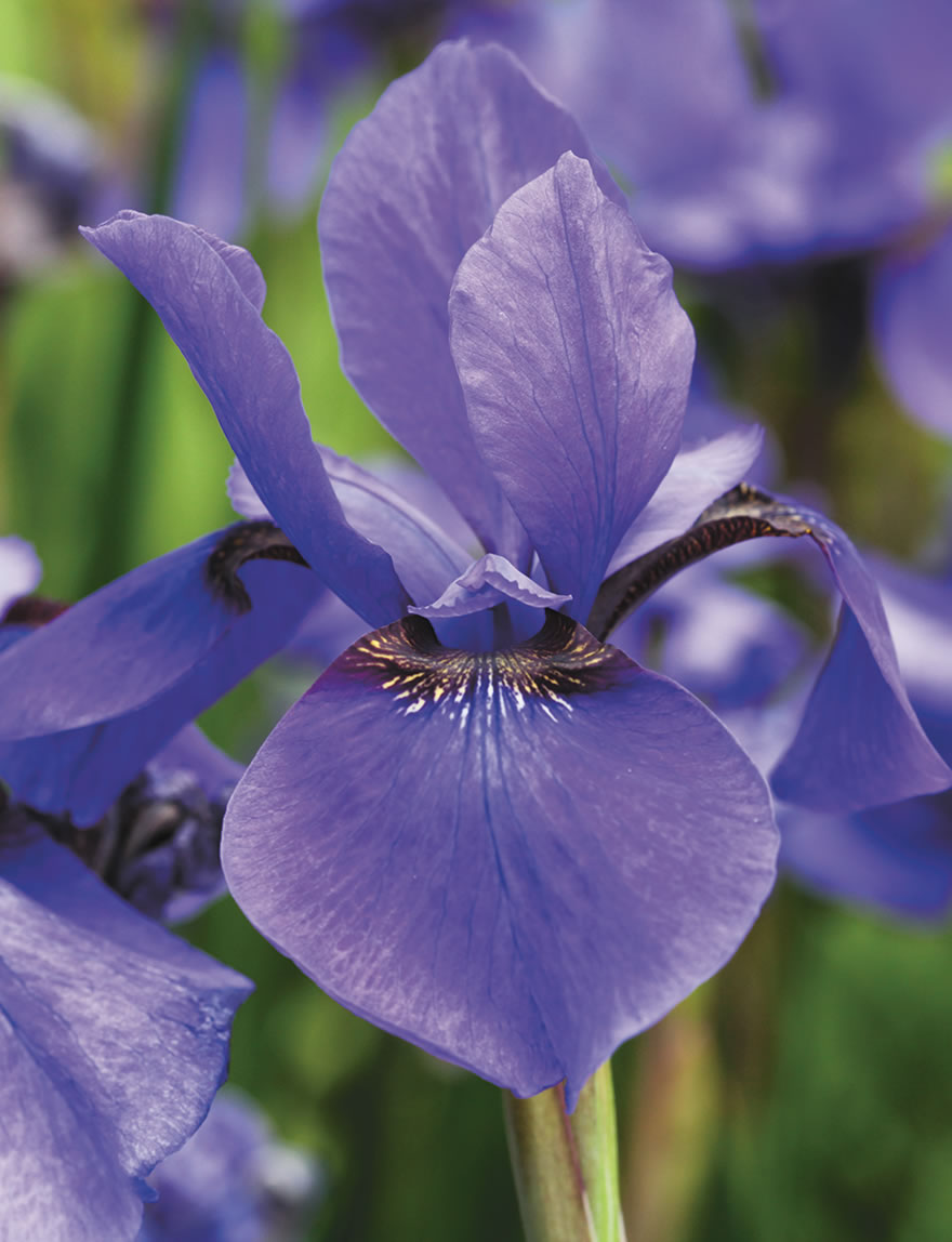 Siberian Iris Blue Sapphire