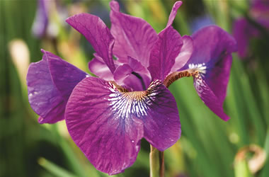 Siberian Iris Sweet Serenade