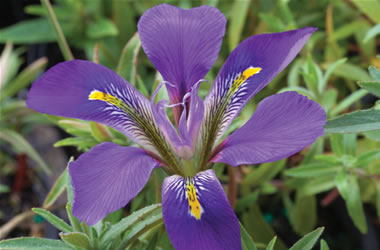 Winter Iris Mary Barnard