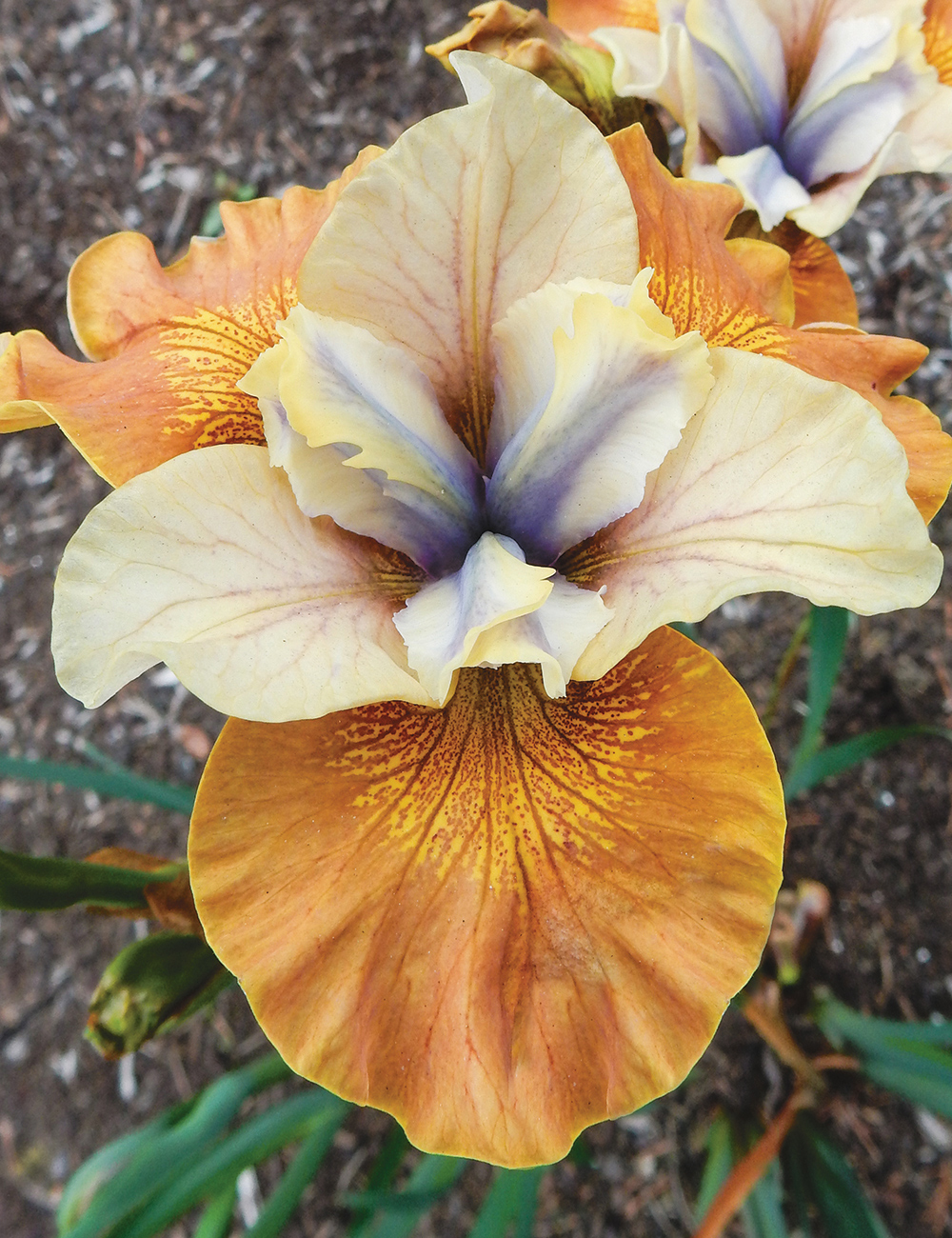 Siberian Iris 'Sun Grooves'