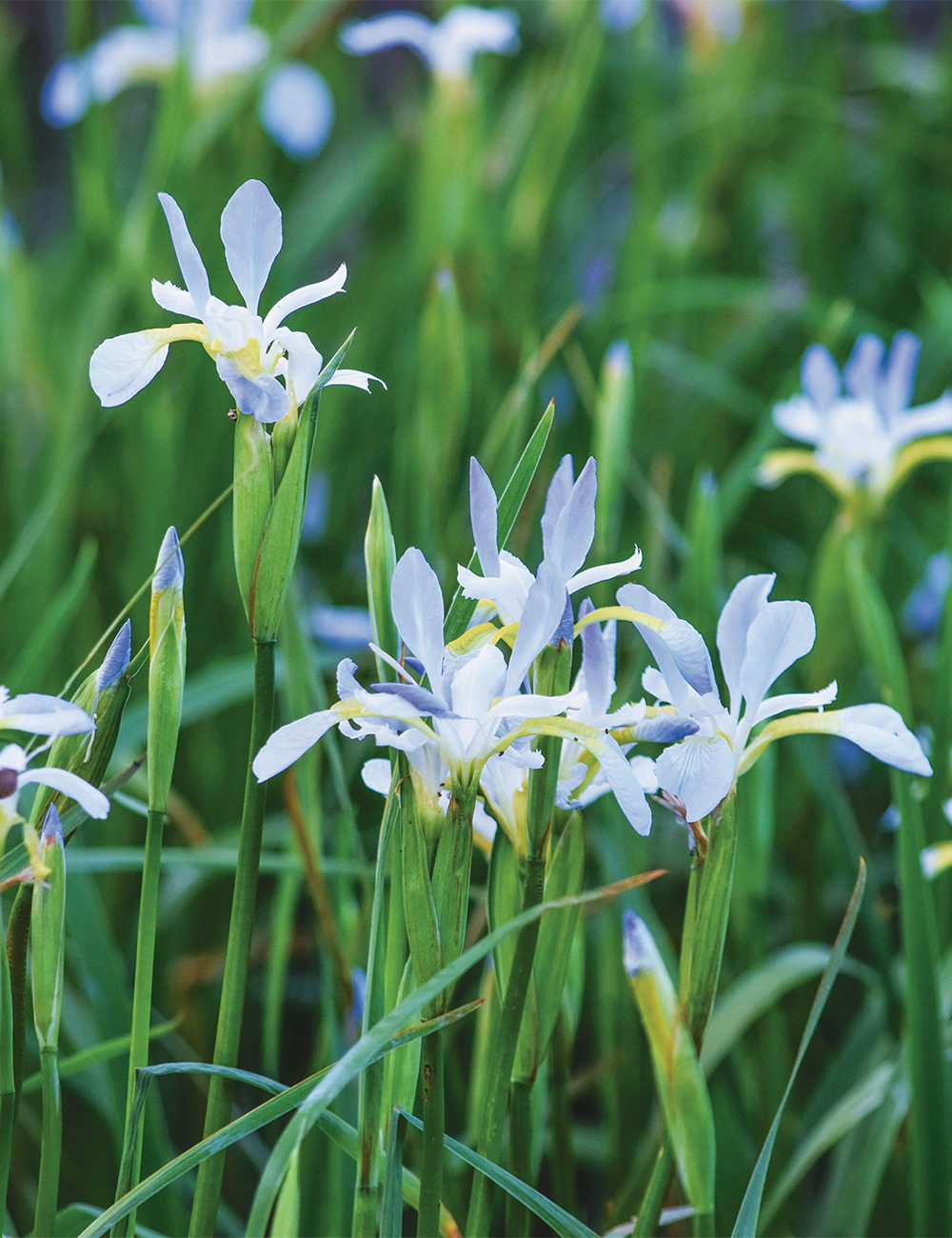 Siberian Iris 'Summer Sky'