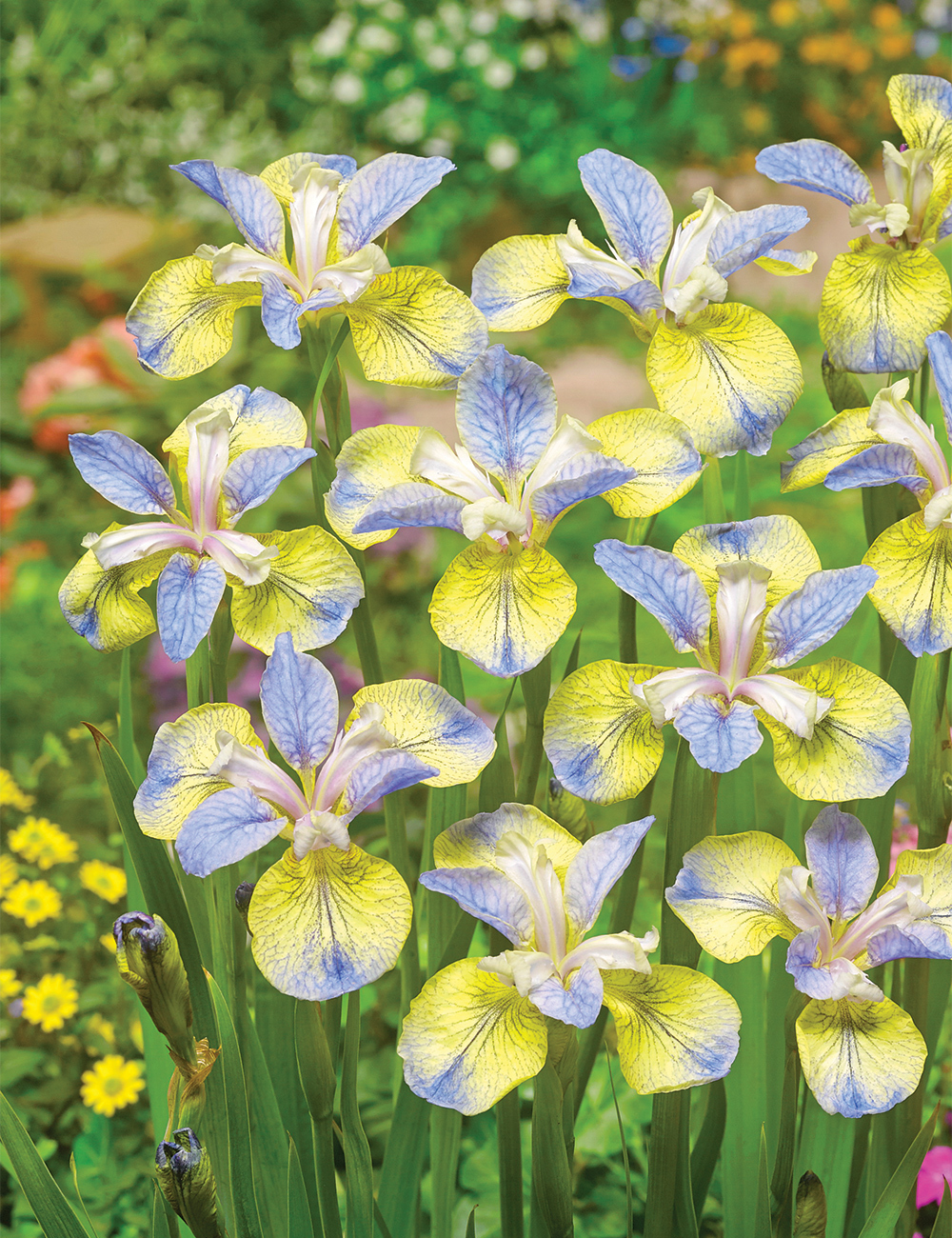 Siberian Iris 'Tipped In Blue'