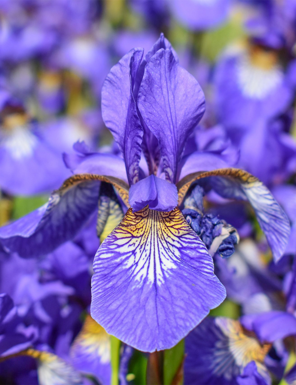 Siberian Iris 'Tycoon'