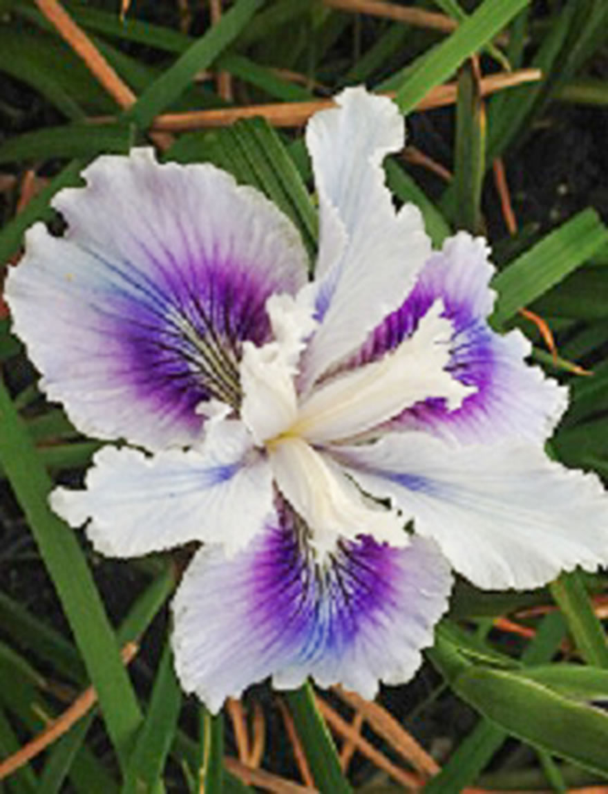 West Coast Iris Spellbinder
