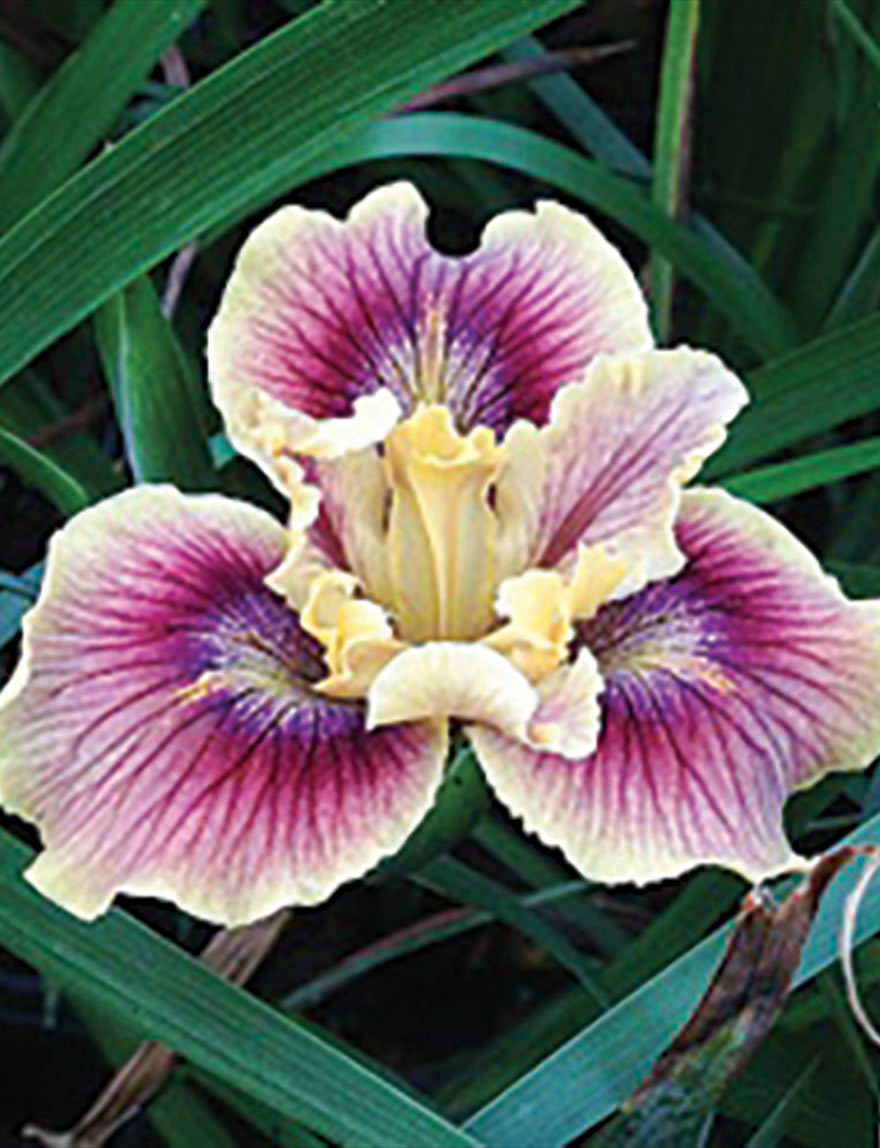 Pacific Coast Iris Heart's Desire 07