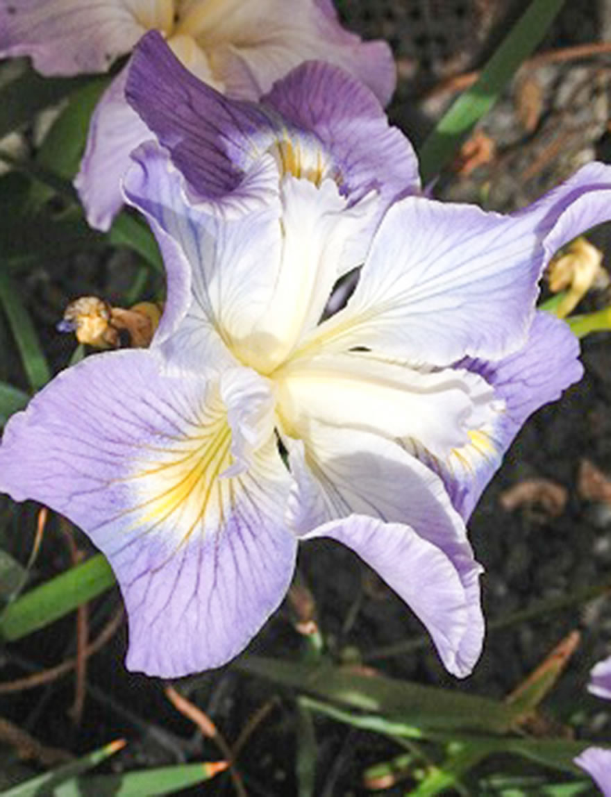 West Coast Iris Lavender's Blue
