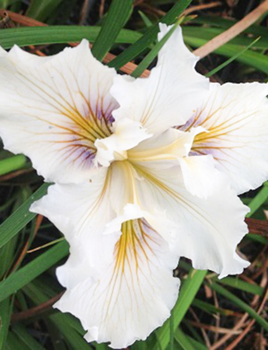 West Coast Iris Ice Queen