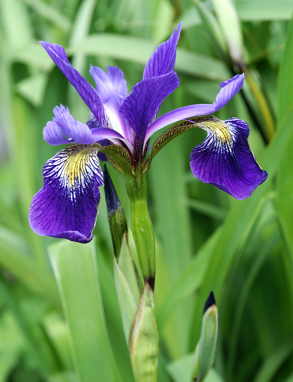 Hollowstem Iris