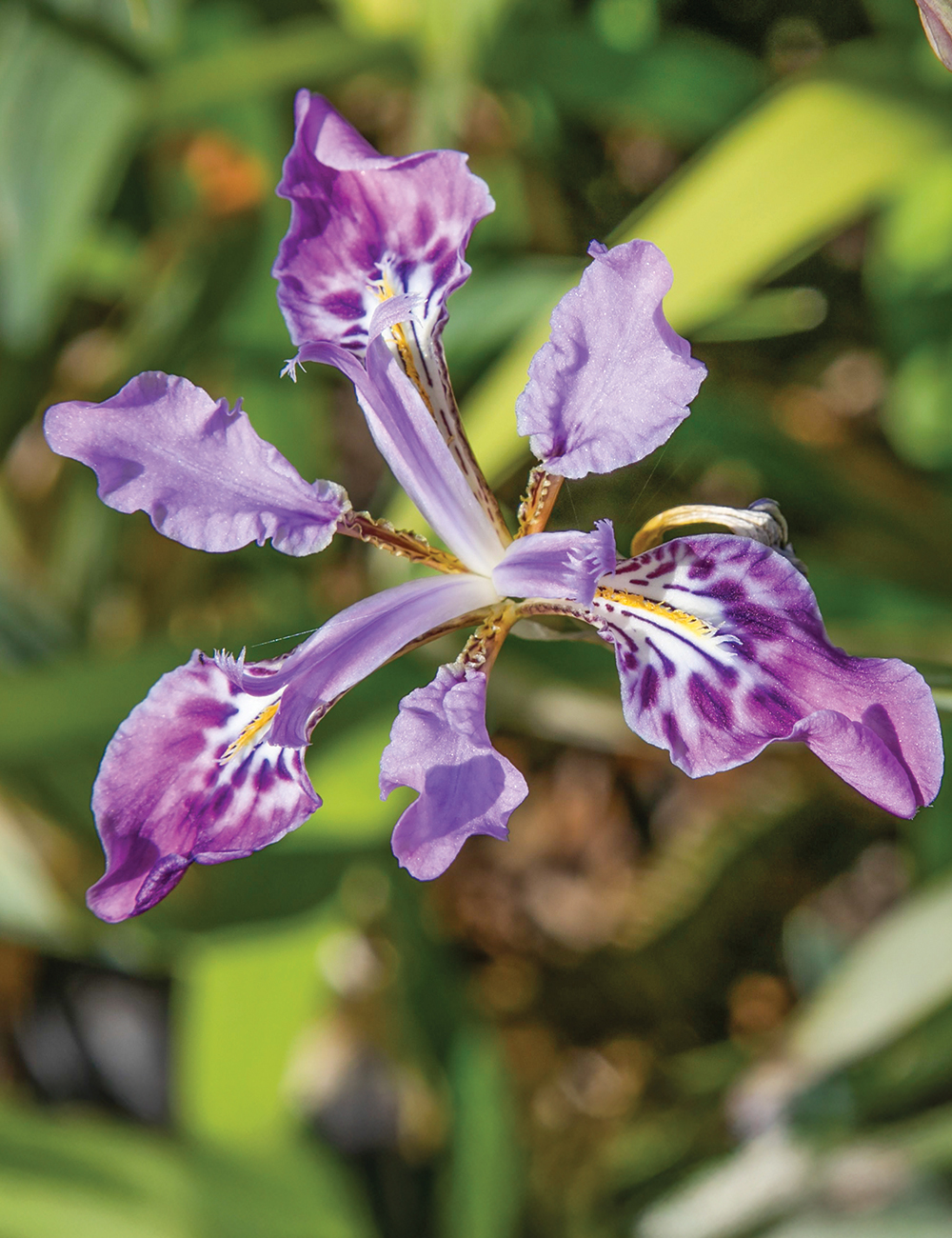 Himalayan Crested Iris
