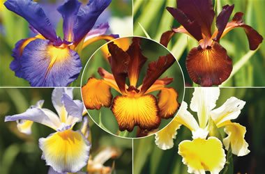 Spuria Iris Collection