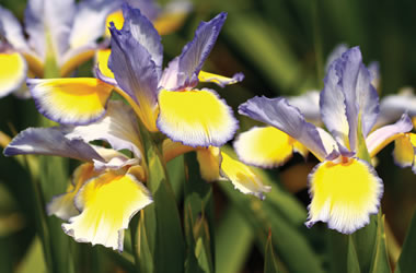 Spuria Iris Lighted Signal