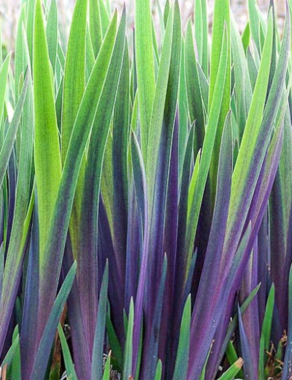 Iris 'Gerald Darby'
