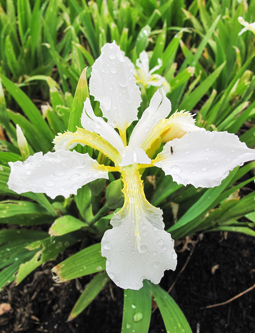 Roof Iris Alba