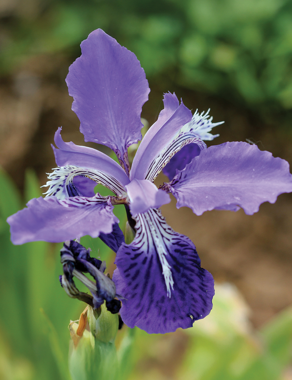 Roof Iris