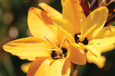 Yellow Ixia